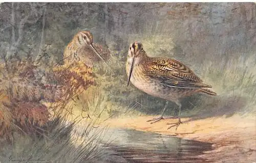 A730 Tiere Vögel Kunst Einsame Schnepfe Vintage Postkarte