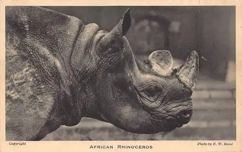 A730 Wilde Tiere Afrikanisches Nashorn Kopf Vintage Postkarte