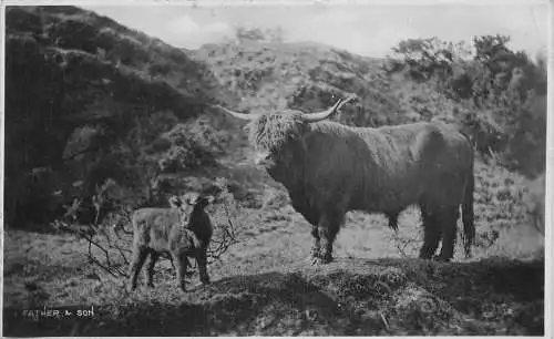 A730 Wilde Tiere 1928 Vater und Sohn Bisons in der Natur RPPC Postkarte