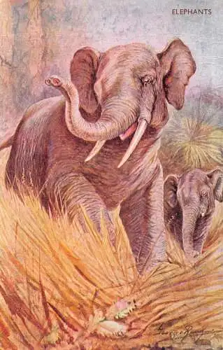A736 Tiere Lachs Serie Elefanten Kunst Vintage Postkarte
