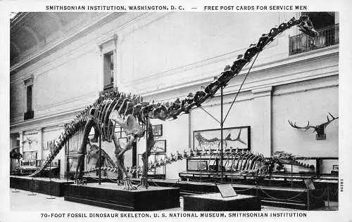 A736 US National Museum Smithsonian Institution 70 Fuß fossiler Dinosaurier Postkarte