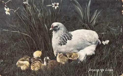 A737 Bauernhof 1905 Unter den Lilien Huhn mit seinen Küken Vintage Postkarte