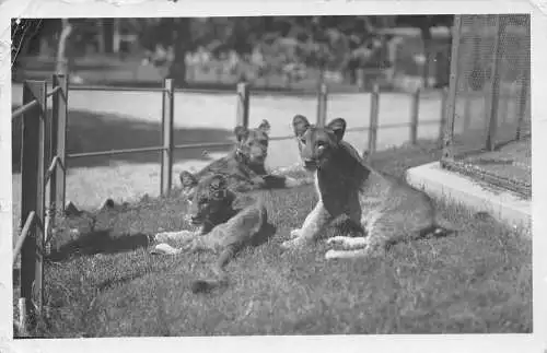 A737 Gruppe Löwinnen im Zoo Tiere Echt Foto Vintage Postkarte