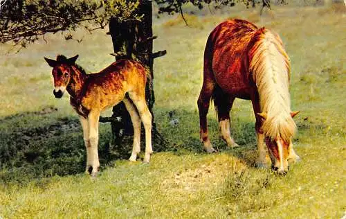 A737 England New Forest Hampshire Wilde Ponys streifen im Wald Postkarte