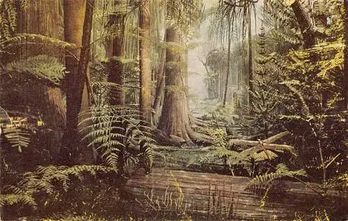 A756 US Chicago Natural History Museum Swamp Forest Restaurierung Vintage Postkarte