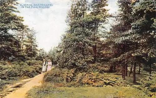 L241 England Harrogate in the Pine Woods Trees Vintage Postkarte