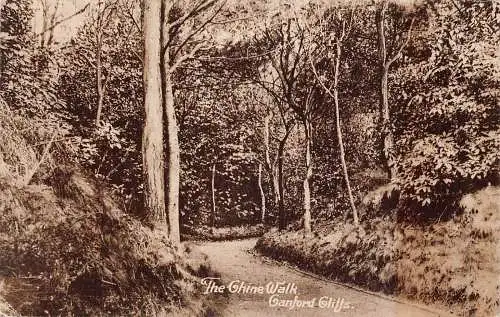 L239 England 1928 The Chine Walk Canford Cliffs Trees Vintage Postkarte