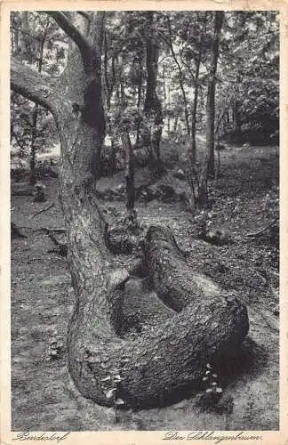 A173 Deutschland 1936 Bendestorf Schlangenbaum Baum Gasthaus Pension Reklame Postkarte