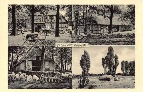 A178 Deutschland Gruss aus Wilsede Schafe Pension Terrasse Vintage Postkarte