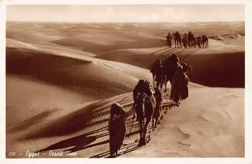 A765 Ägypten Wüstenansicht Kamele Beduinen Ethno RPPC Vintage Postkarte
