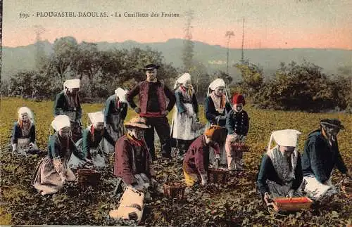 A767 Frankreich Plougastel Daoulas Bauern sammeln Erdbeeren Postkarte