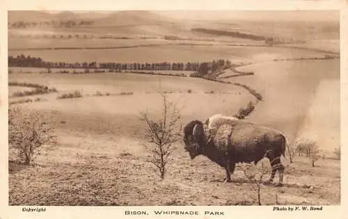 L244 England Whipsnade Park Bison Vintage Postkarte