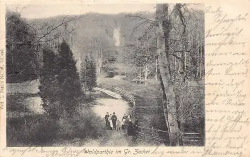A179 Deutschland 1903 Waldansicht in Gr Zecher Wald Vintage Postkarte