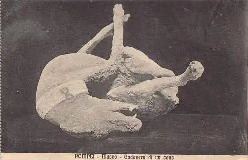 A014 Italien Pompeji Petrifie Hund Cadave di un Cane Vintage Postkarte