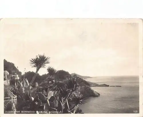 A185 Kroatien 1929 Dubrovnik Boninovo Kaktus Pflanzen Vintage Postkarte