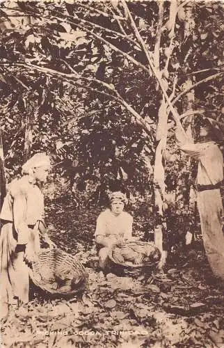 A779 Trinidad arbeitende Frauen pflücken Kakao ethnische Vintage Postkarte