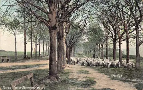 A787 England 1906 Queen's Grove Tunbridge Wells Sheep Herd Vintage Postkarte