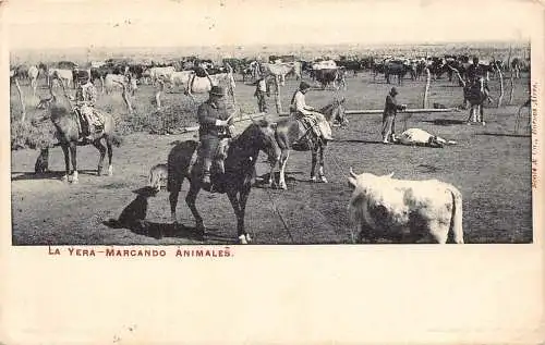 A812 Argentinien 1903 La Yera Mercando Animales Tiermarkt Rinder Postkarte