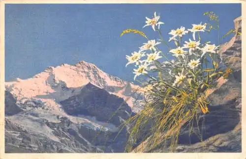 A810 Schweiz 1959 Jungfrau Berner Oberland Edelweiß Vintage Postkarte