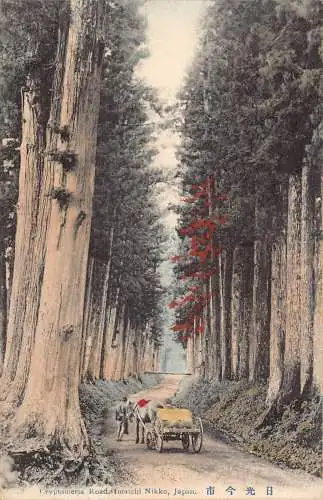 L267 Japan Cryptomeria Road Imaichi Nikko Kutsche hohe Bäume Vintage Postkarte