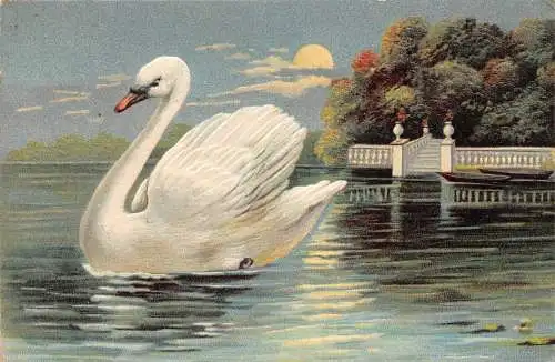 L396 Gruß 1911 Schwan auf Seevogel Prägepostkarte