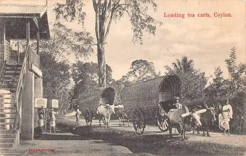 A831 Ceylon Sri Lanka 1909 Loading Tea Carts Bullock Carts Vintage Postkarte