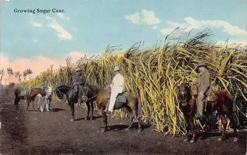 A024 USA wachsende Zuckerrohr Männer auf Pferd Vintage Postkarte