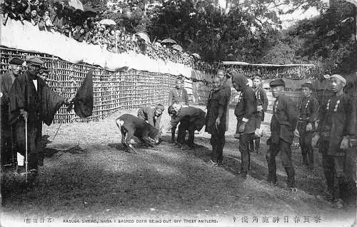 L273 Japan Kasuga Schrein Nara Heiliger Hirsch wird vom Geweih abgeschnitten Postkarte
