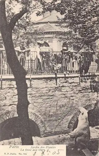L118 Frankreich Paris 1905 Jardin des Plantes Bär Vintage Postkarte