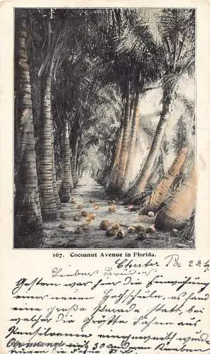 A194 USA 1901 Coconut Avenue Florida Private Mailing Card Vintage Postkarte