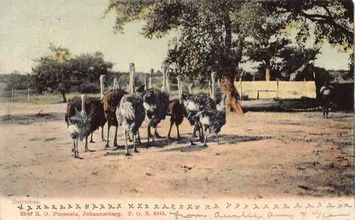 L486 Südafrika Johannesburg Strauße Vögel Vintage Postkarte
