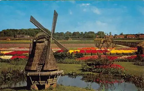 A205 Niederlande bunte Tulpenfeld Windmühle Vintage Postkarte