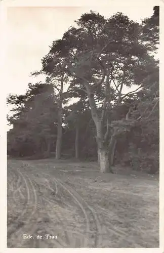 A206 Niederlande 1954 Ede de Traa Wald Vintage Postkarte