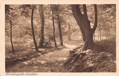 A207 Niederlande 1917 Domburgscher Bosschen Wald Vintage Postkarte