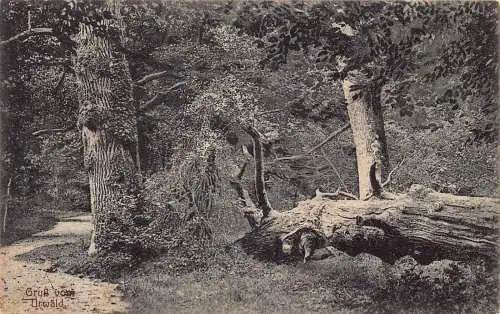 A214 Deutschland 1915 Urwald 1. Weltkrieg Feldpost Vintage Postkarte