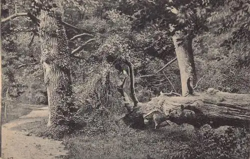 A214 Deutschland 1916 Gruss vom Urwald Wald 1. Weltkrieg Feldpost Vintage Postkarte