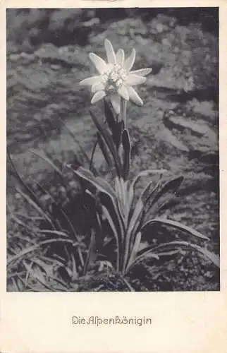 A842 Deutschland Die Alpenkoenigin Blume Edelweiß Vintage Postkarte