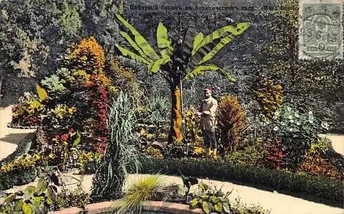 A037 Georgien 1913 Tiflis Bananenbaum und Blumen Botanischer Garten Vintage Postkarte