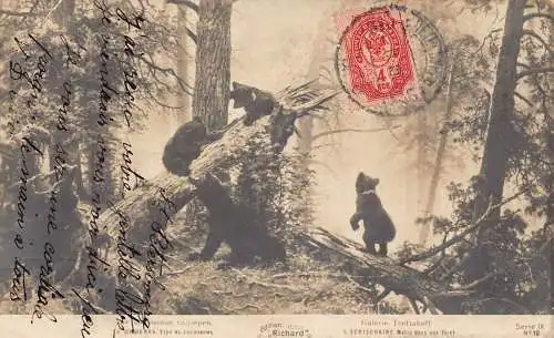 A037 Russland 1904 Galerie Tretiakoff L Schischkine Bären spielen Wald Postkarte