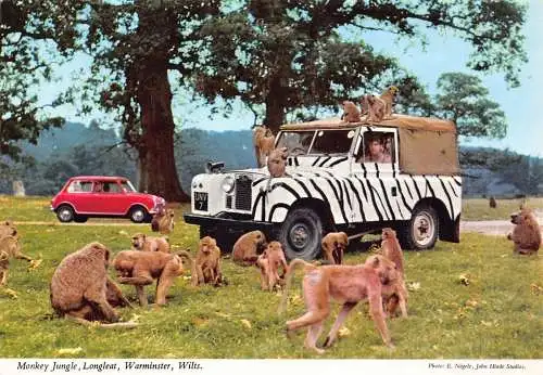 L291 Irland Affe Dschungel Longleat Warminster Wilts Cars Postkarte