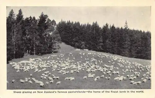 A852 Neuseeland Berühmte Weideländer feinstes Lamm Schaf Herde Postkarte