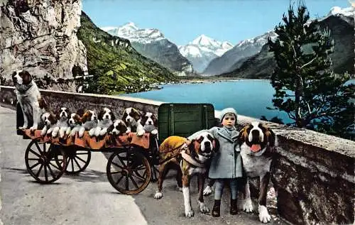 A851 Schweiz Flueelen Bernhardiner Hund mehrere Welpen im Wagen Mädchen Postkarte
