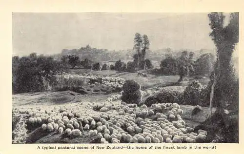 A852 Neuseeland Typische Hirtenszene Heimat feinster Lammschafherde Postkarte