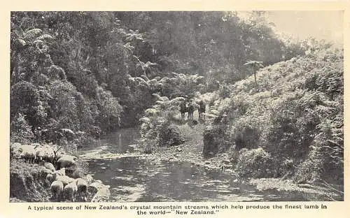 A852 Neuseeland Crystam Berg Bäche Fluss feinstes Lamm Schaf Herde Postkarte