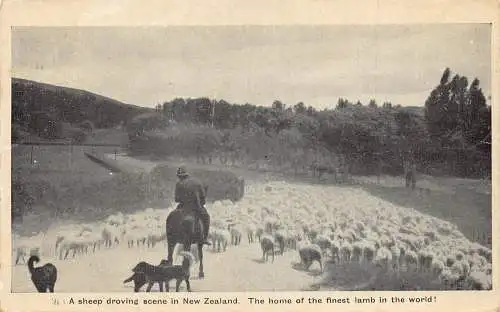 A852 Neuseeland Sheep Driving Szene Heimat feinster Lamm Pferd Hund Postkarte