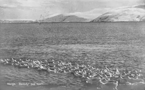 Norwegen 1925 Rentier schwimmen Vintage Postkarte