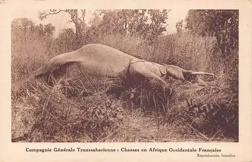 A044 Toter Elefant Compagnie Generale Chasses Afrique Occ Francaise Postkarte