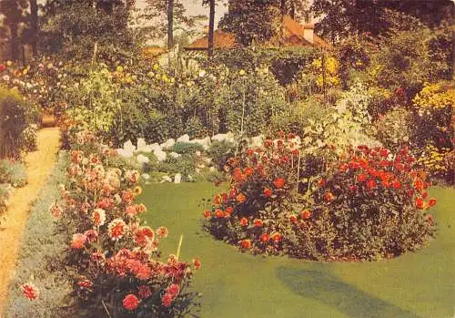 A860 Blumen Garten Studien Deko Dahlien Chrysanthemmus Postkarte