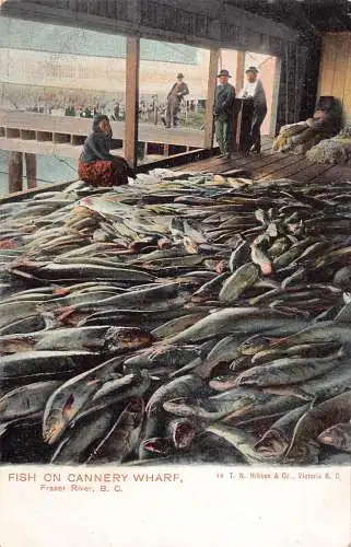 A853 Canada Fish on Cannery Wharf Fraser River Market Vintage Postkarte