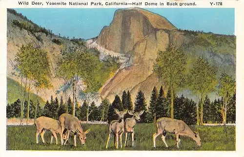 A856 US Wild Deer Yosemite National Park Kalifornien Vintage Postkarte